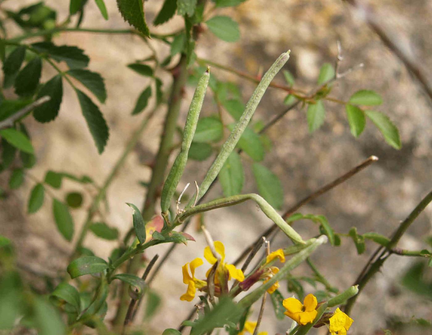 Wallflower fruit